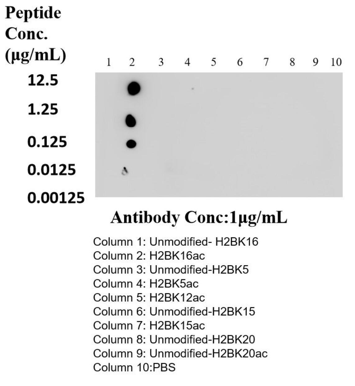 Dot Blot experiment of peptide using 84446-1-RR (same clone as 84446-1-PBS)